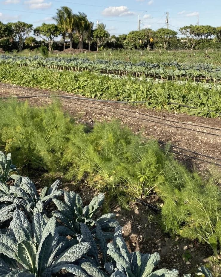 Beds of kale, fennel and greens at Regener8 Farm, with palms on the horizon